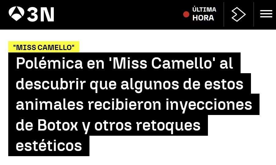 'Miss Camello' acaba con 20 animales descalificados por tener inyecciones de bótox.