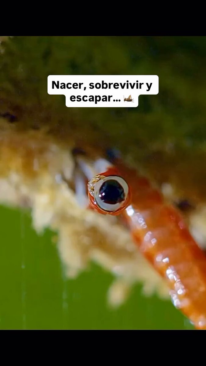 Las mantis orquídea son de los pocos insectos que cambian completamente de aspecto a lo largo de su vida.