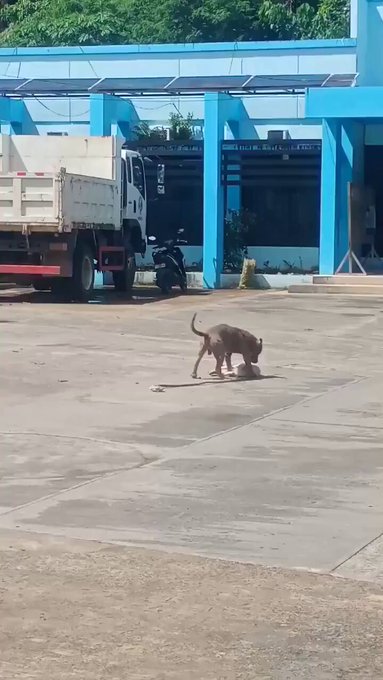 Ejemplo práctico de cómo sobrevivir a un ataque de pitbull.