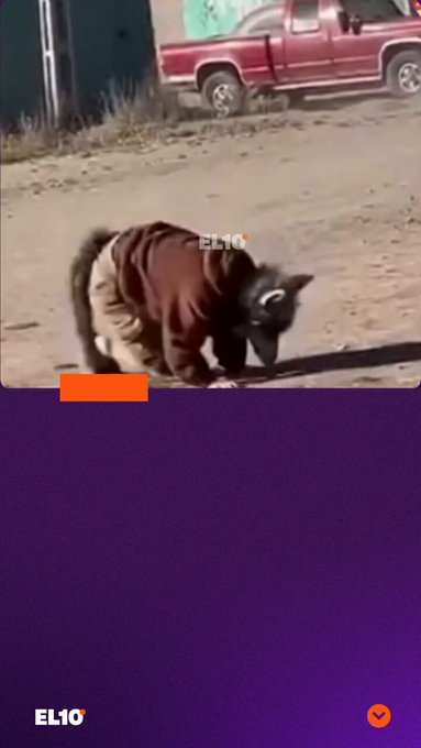 Un perro normal se encuentra a un therian en el parque y pasa esto.