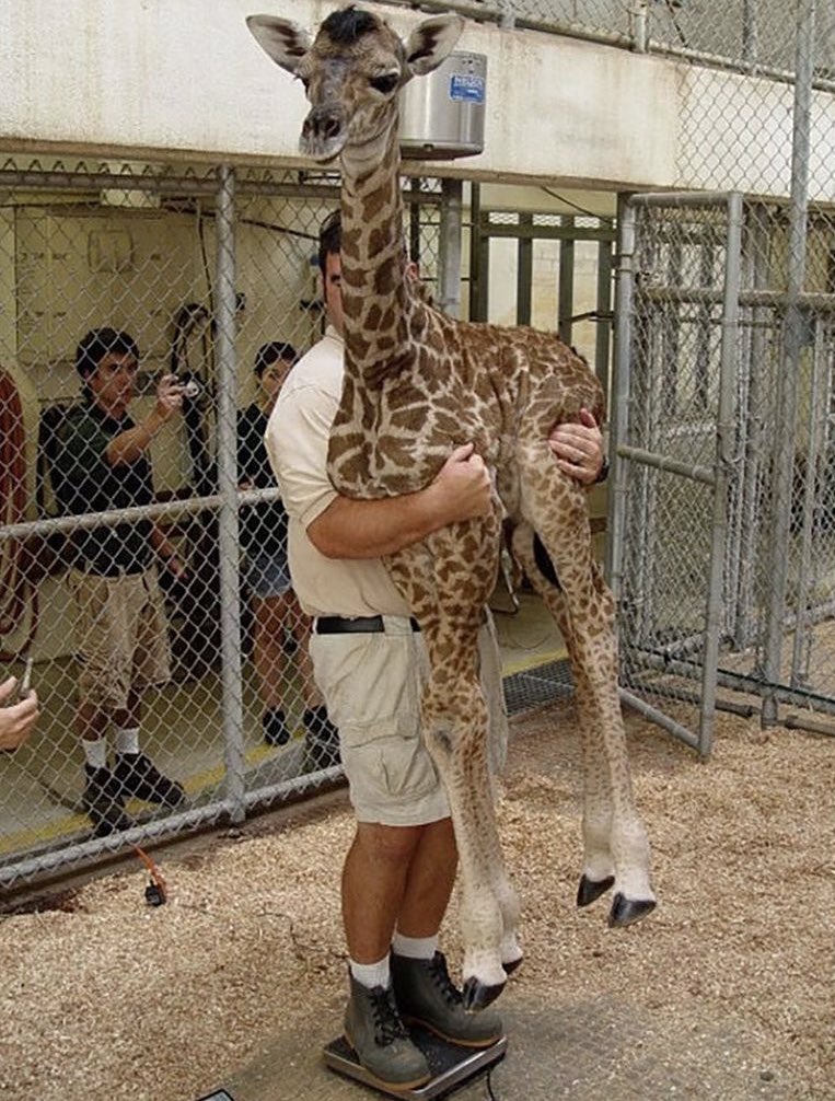 Yo pesando a Sardino cada 5 días para ver si ha crecido.