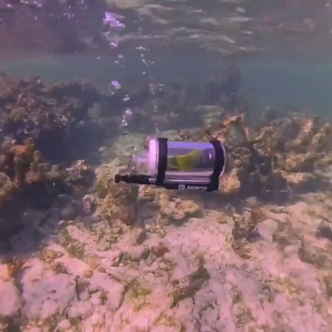 Crea un submarino para su loro.