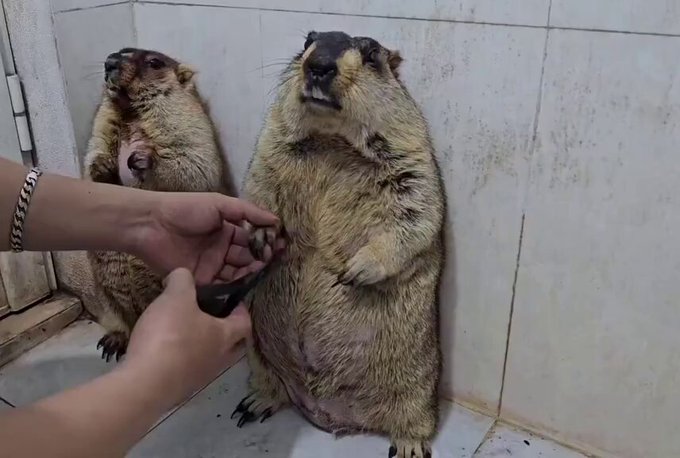 Durante una sesión de corte de uñas, una marmota parece haber aceptado ya su destino… mientras que la otra entra en pánico con cada tijeretazo.