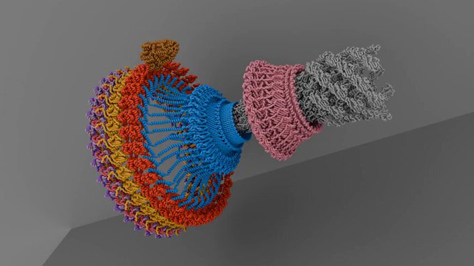 Así se mueven los flagelos de las bacterias. Así funciona el motor flagelar.