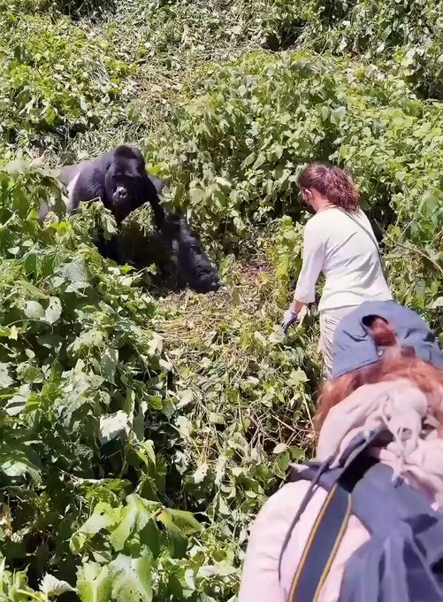 Un gran gorila salvaje se encuentra con humanos en su camino... y se la pela.