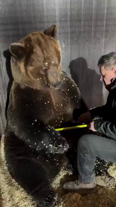 A este oso le estaban tomando las medidas y pensó que le querían dar un abrazo.