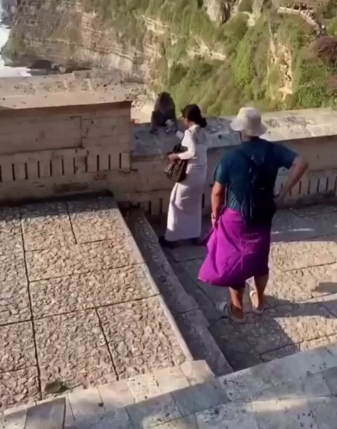 Los monos de Bali han aprendido que pueden robar los teléfonos de los turistas y negociar su devolución a cambio de comida