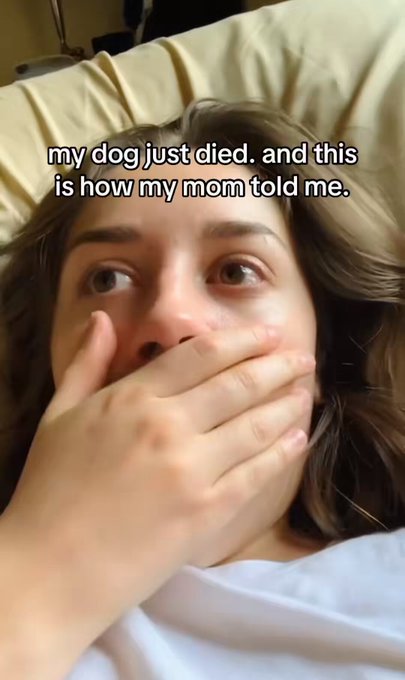 "Mi perro ha muerto y así es como me lo ha comunicado mi madre".