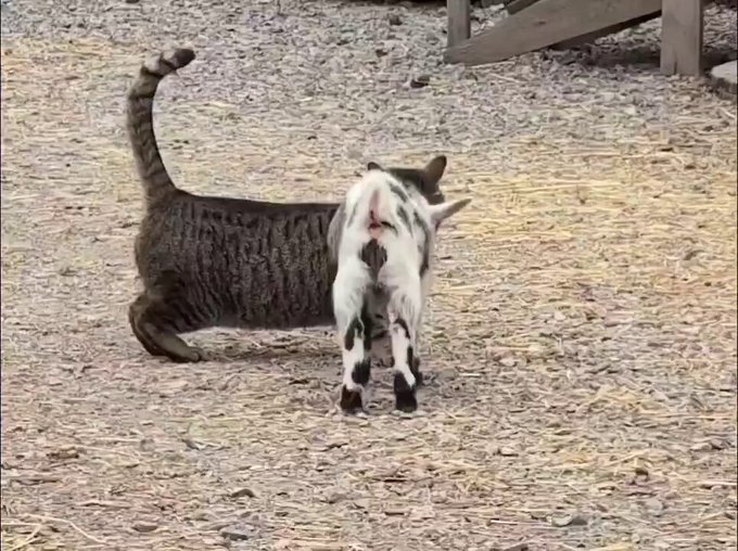 Una cabra bebé se puso a dar cabezazos a un gato pero él pensaba que quería mimitos...