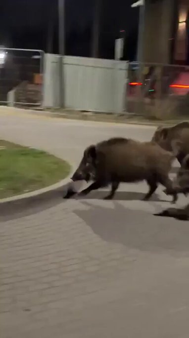 Volver a casa borracho y presenciar esto es a lo que aspira todo ser humano