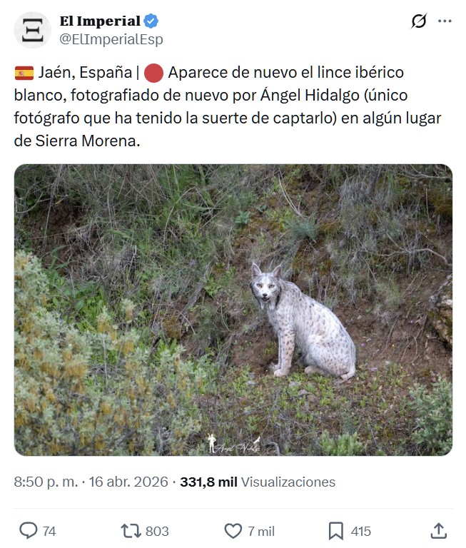 Empiezo a pensar que ese Lince y el fotógrafo tienen la misma relación que Spiderman y Peter Parker...