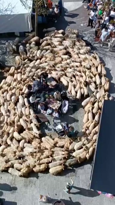 Hipnótica escena en Ordizia (País Vasco): un grupo de ovejas rodea a varias personas que tomaban algo en una terraza .