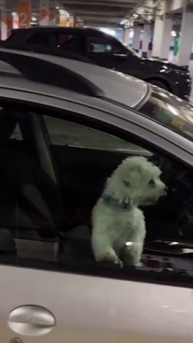 Omar Montes rompe la ventanilla de un coche para rescatar a un perrito que "llevaba horas" encerrado mientras sus dueños veían una película en el cine: "Lo pagaré con gusto"