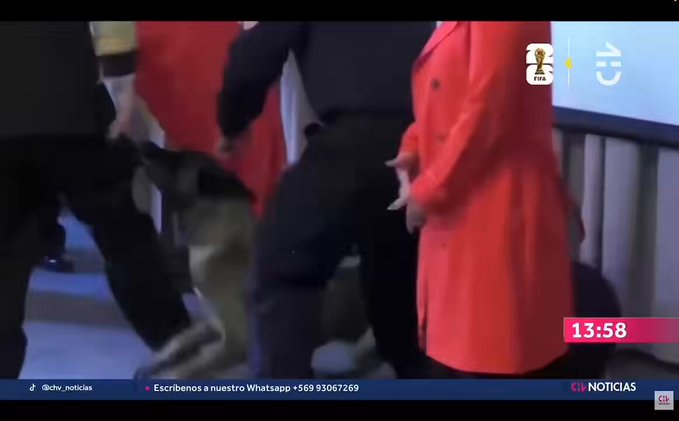 El pasado 7 de mayo, durante la graduación de “binomios caninos” de la Armada de Chile, uno de los perros entrenados en detección de drojas, se lanzó directamente al bolsillo de un vice almirante de la Armada.