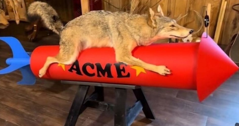 Taxidermista jugón.