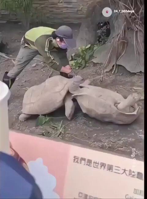 Estos dos galápagos gigantes han estado peleándose entre sí durante más de 120 años.