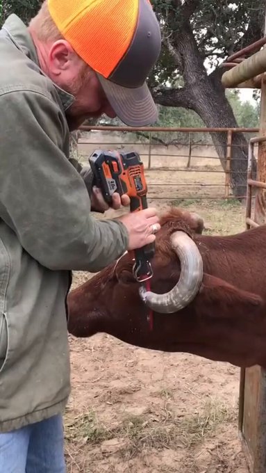 Esta vaca nació condenada por sus cuernos.