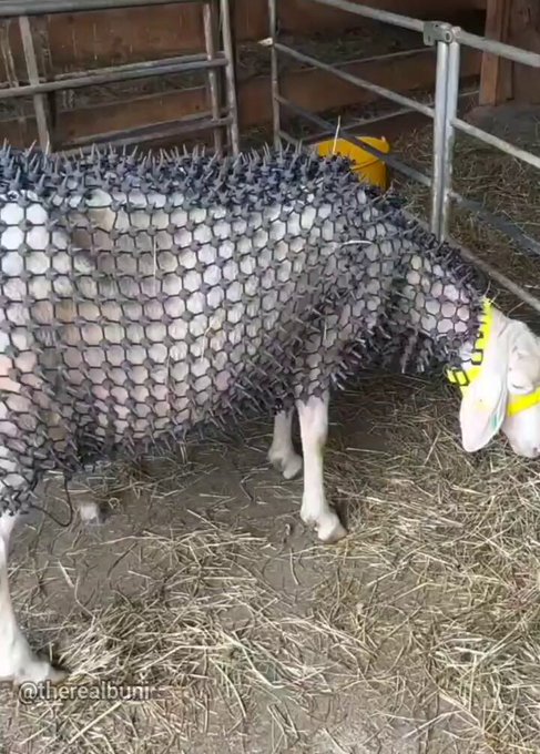 Armaduras para ovejas: se acabaron los ataques de los lobos.
