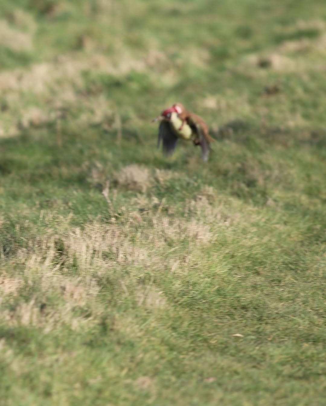 En un parque de Londres, el fotógrafo aficionado Martin Le-May capturó un momento insólito: una comadreja montada “a caballito” sobre un pájaro carpintero.