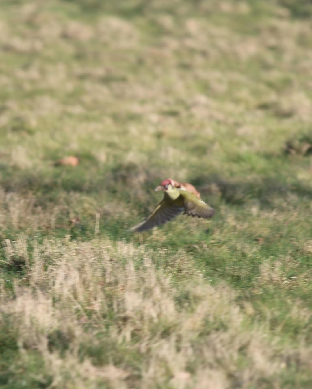 En un parque de Londres, el fotógrafo aficionado Martin Le-May capturó un momento insólito: una comadreja montada “a caballito” sobre un pájaro carpintero.