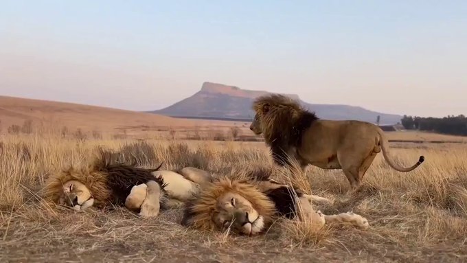 Tres leones hermanos actúan como si no hubiera suficiente espacio para tumbarse.