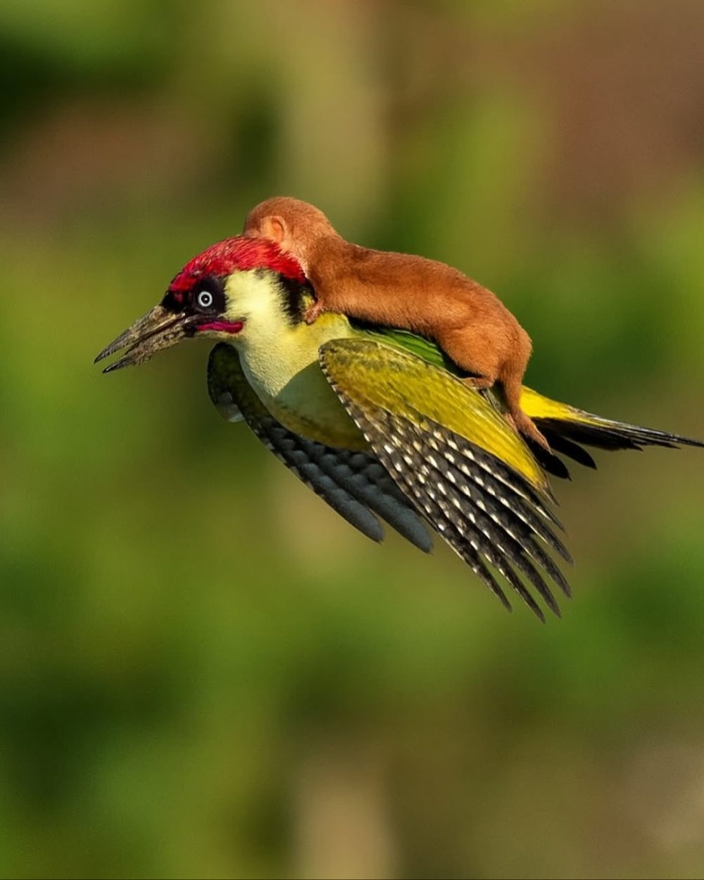 En un parque de Londres, el fotógrafo aficionado Martin Le-May capturó un momento insólito: una comadreja montada “a caballito” sobre un pájaro carpintero.