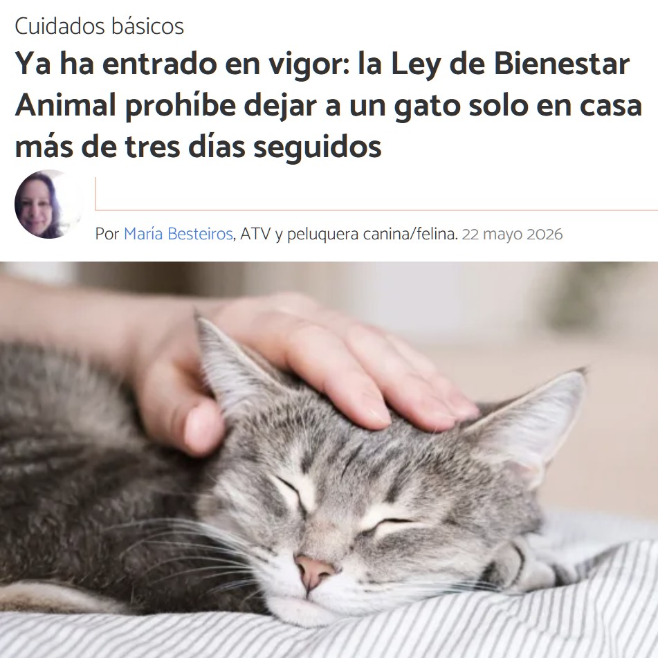 Entra en vigor la Ley de Bienestar Animal: dejar a tu gato solo más de 3 días está prohibido.