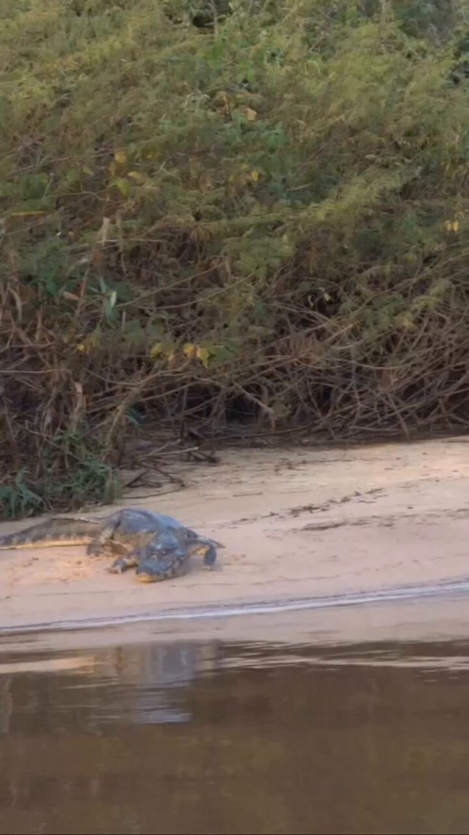 Un leopardo hembra caza a un cocodrilo a la orilla de un pantano.