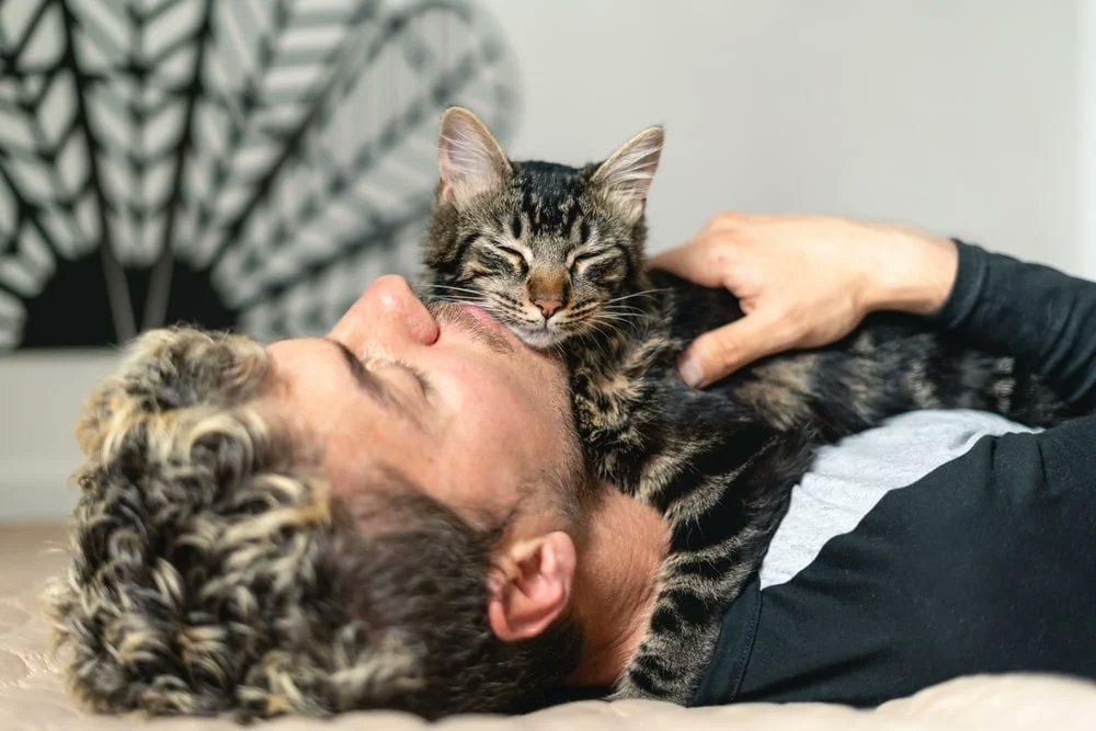 Se ha descubierto que los gatos no logran entender a los hombres.