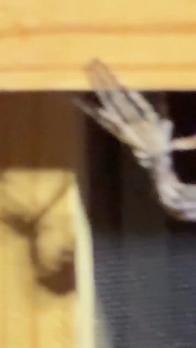 Cuando las arañas cazadoras mudan su piel parecen alienígenas.