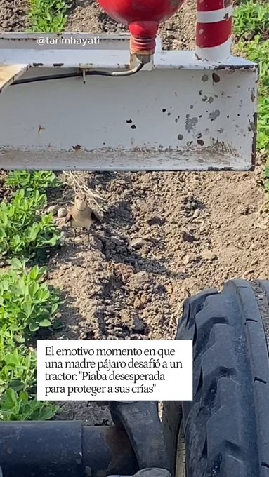 Una madre pájaro desafía a un tractor gigante: "Piaba desesperada para proteger a sus crías"