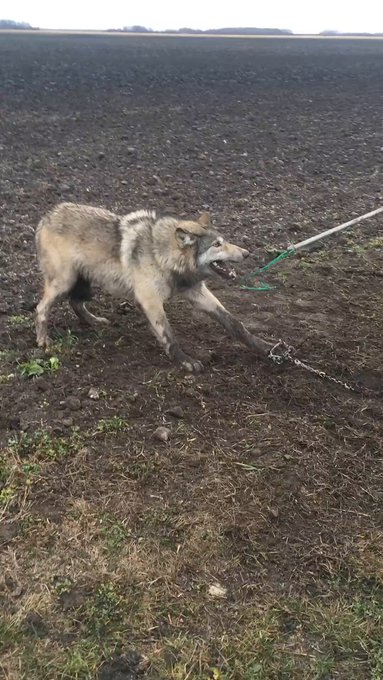 Lobo: Soy salvaje y peligroso.