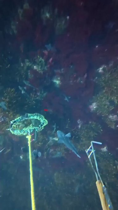 Eliminación de erizos de mar invasivos de un arrecife en Nueva Zelanda