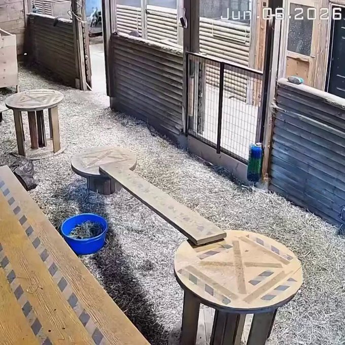 Una mujer salva a su cabra de una sola pаtаdа a un puma que entró en su granja