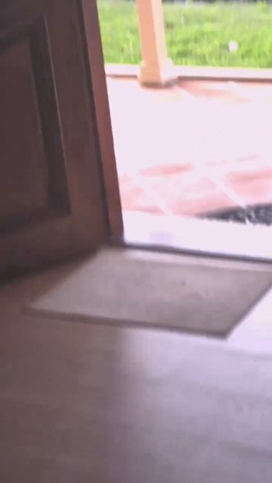 Un tipo escuchó ruidos extraños fuera de su casa y al salir se encontró un combate de UFC entre dos canguros.