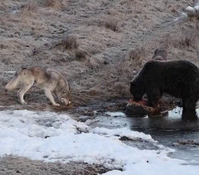 Un fotógrafo estadounidense grabó a un lobo mendigando comida a un oso grizzly. El lobo gris vio la carne y automáticamente se convirtió en un cachorro juguetón pidiendo un cacho.