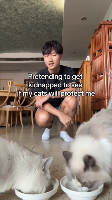 Finge ser secuestrado para ver cómo reaccionan sus gatos.