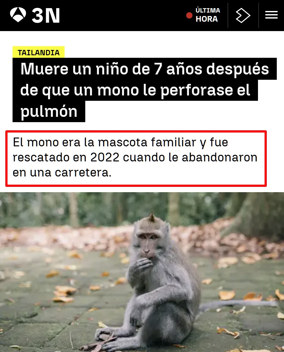 ¿Tener un mono de mascota? ¡ERROR!