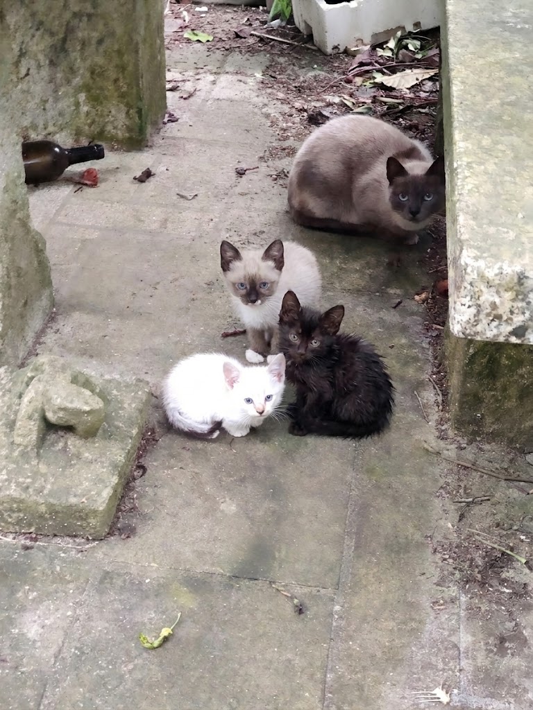 Gatetes buscan hogar en Pontevedra.