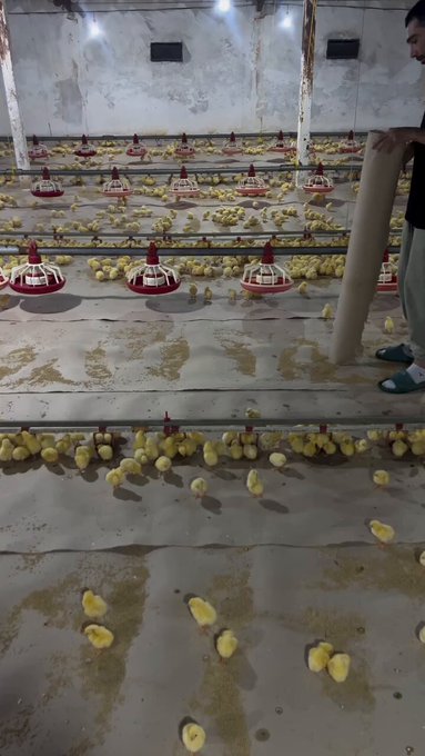 Un criador de pollos compartió cómo se relaja en sus momentos de estrés.
