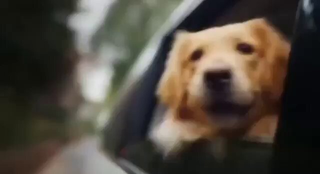 Startup china de traducción para mascotas con IA afirma que puede interpretar el habla de las mascotas con hasta un 95% de precisión.