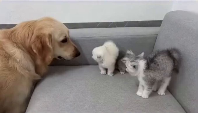 Una gata enseña a sus cachorros que su amigo perruno es inofensivo.