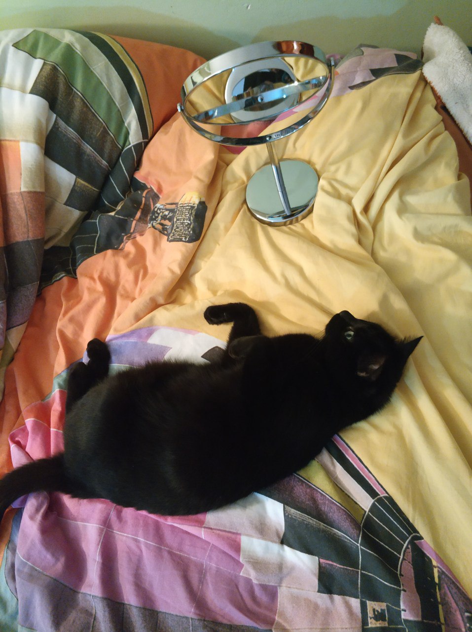 "Mi gato lleva media hora mirándose al espejo"