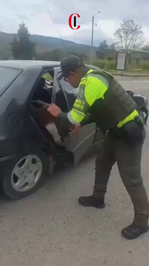 Detenido por llevar dos vacas en el asiento trasero del coche.