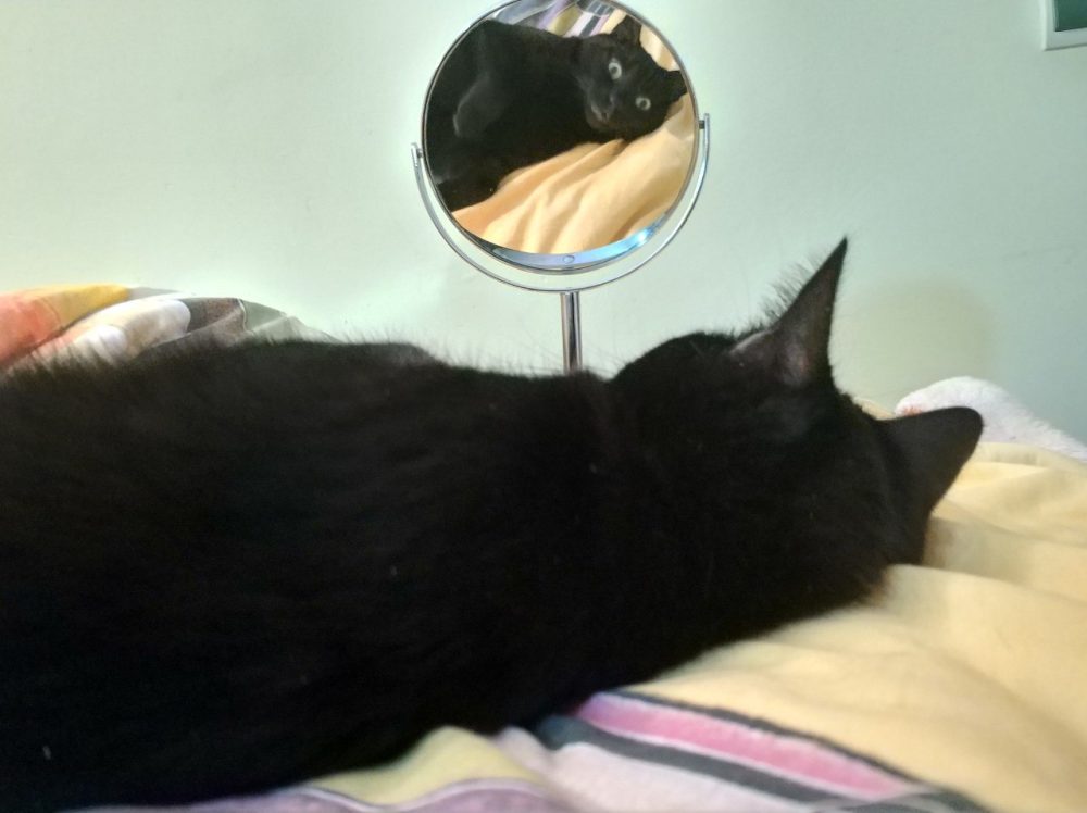 "Mi gato lleva media hora mirándose al espejo"