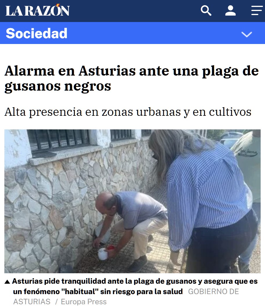 Plaga de gusanos negros en Asturias.