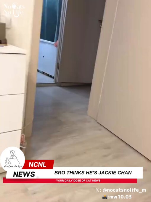 El gato que se creía Jackie Chan.