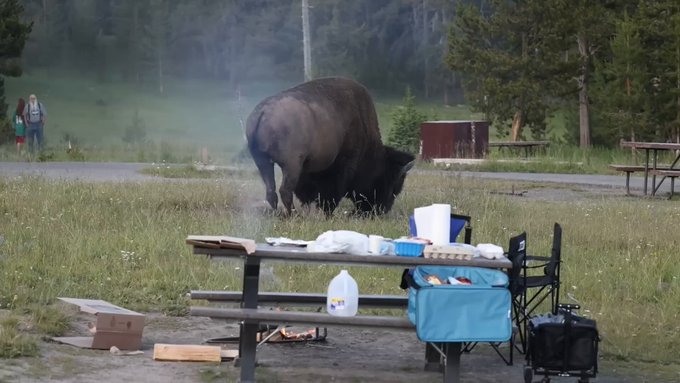 Ser embestido por un bisonte de 800kg y que te lance en volandas tres metros es lo más yankee que te puede pasar en este mundo