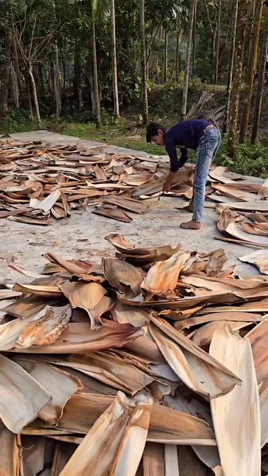 Creando platos y bandejas biosostenibles usando hojas de palmera secas.