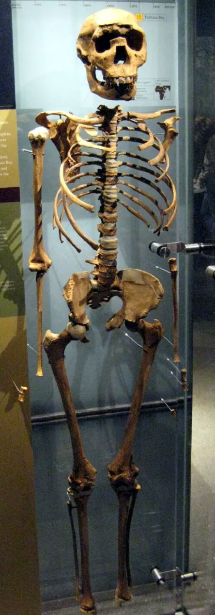 Esta es la reconstrucción facial del 'Niño de Turkana', un niño de 9 años que vivió en Kenia hace 1,5 millones de años, cuyo esqueleto es el fósil de Homo erectus más completo jamás encontrado.